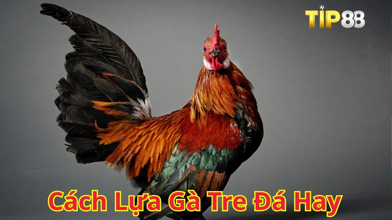 Bật mí cách lựa gà tre đá hay Bật mí cách lựa gà tre đá hay