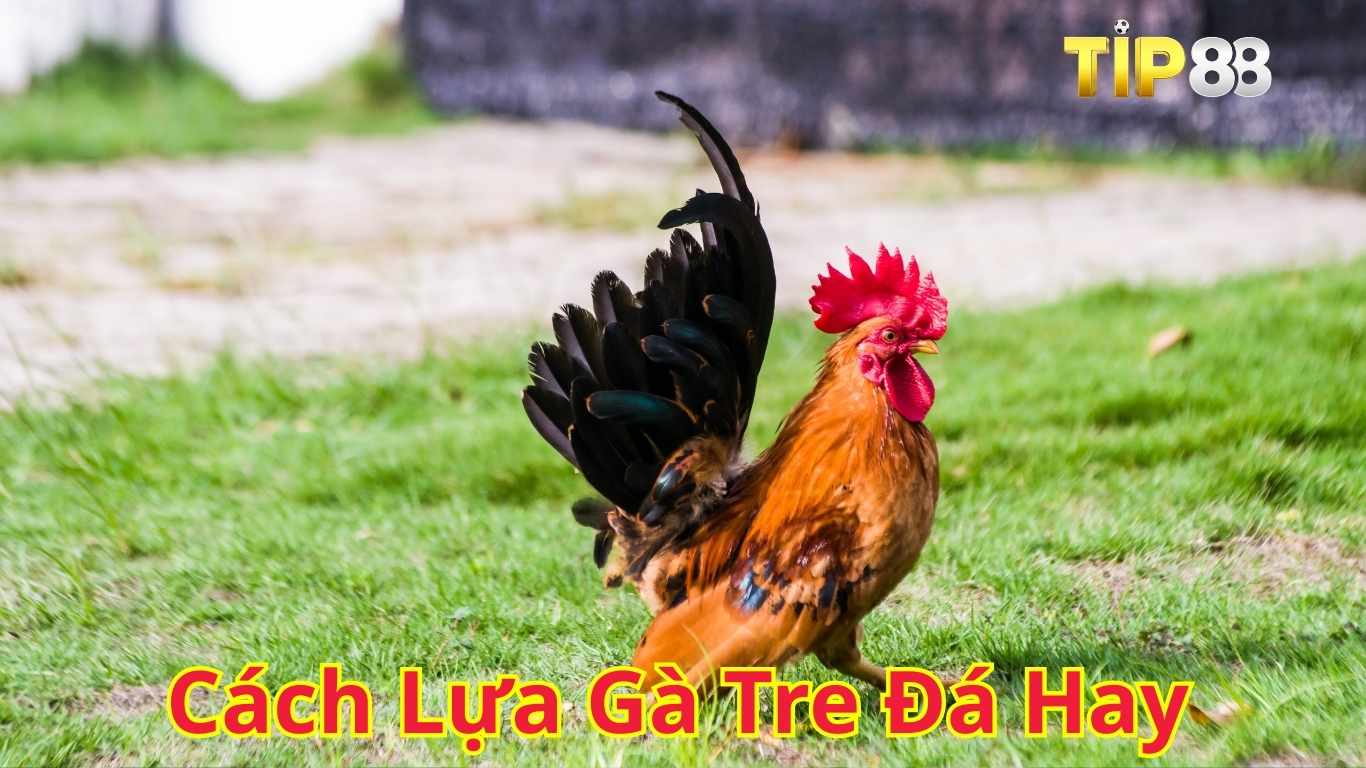 Một số giống gà tre đá hay nổi tiếng Một số giống gà tre đá hay nổi tiếng