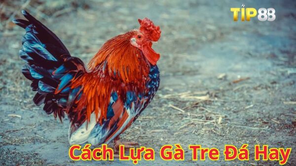 Cách Lựa Gà Tre Đá Hay